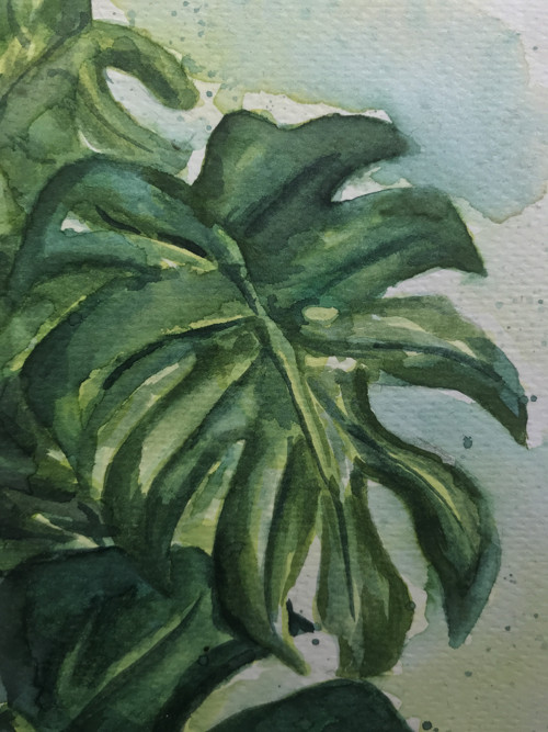 Monstera / akvarel — foto 6