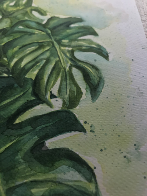 Monstera / akvarel — foto 3