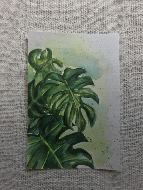 Monstera / akvarel — foto 2