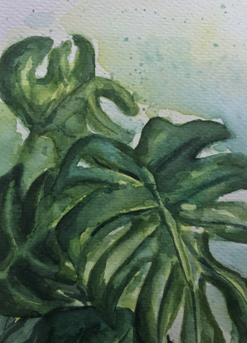 Monstera / akvarel — foto 4