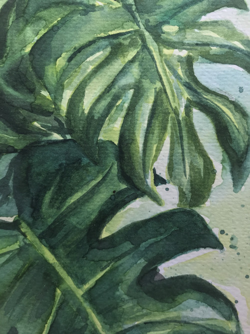 Monstera / akvarel — foto 5