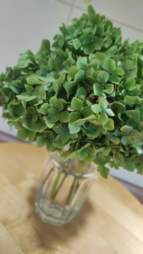 Pugétek Hortenzie green koule — foto 4
