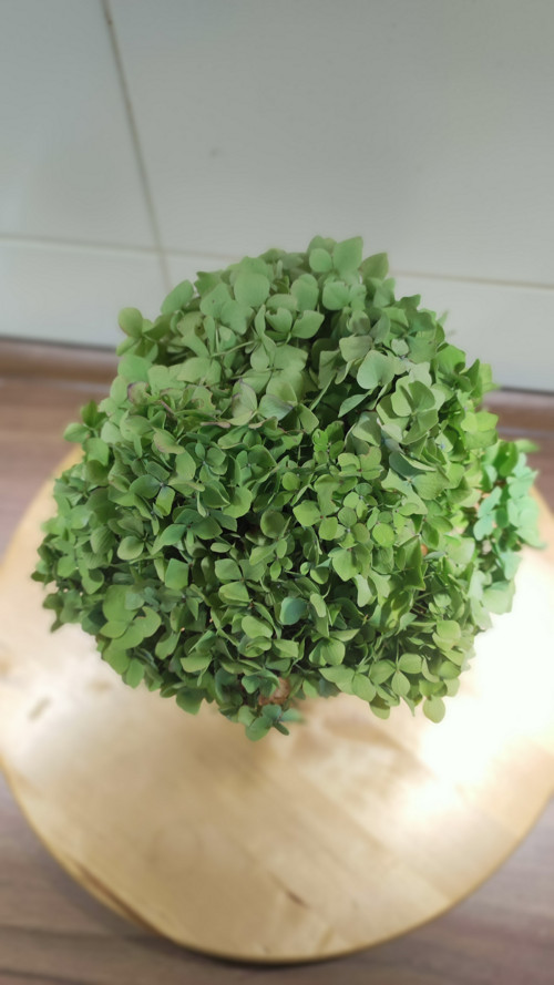 Pugétek Hortenzie green koule — foto 3