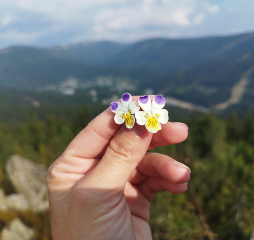 Violka — foto 3