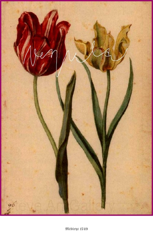 Tulipány — foto 5