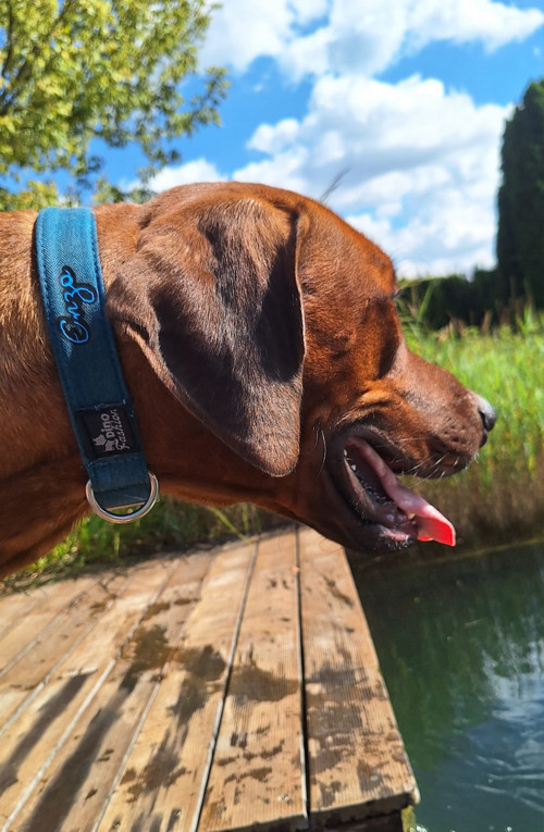 Softshellový obojek Blue se jménem — foto 4