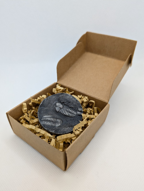 Trilobiti — foto 5