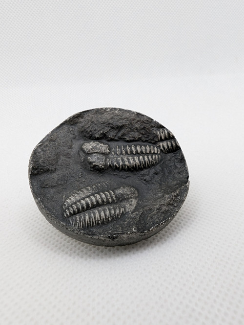 Trilobiti — foto 2