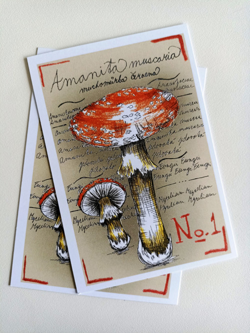 Amanita — foto 3