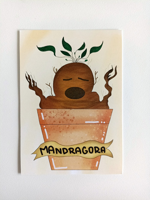 Mandragora — foto 4