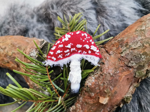 Muchomůrka červená_12 — foto 2