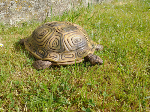 Želva - tác s poklopem — foto 5