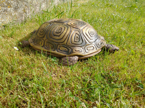Želva - tác s poklopem — foto 3
