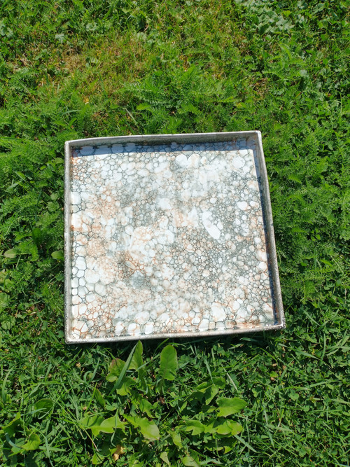 Tác hranatý — foto 2