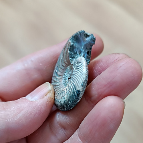 Pyritový Amonit, ID 4250, 35x30 mm — foto 3