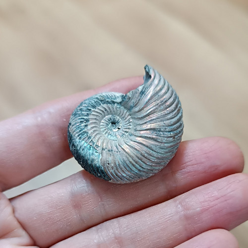 Pyritový Amonit, ID 4250, 35x30 mm — foto 4