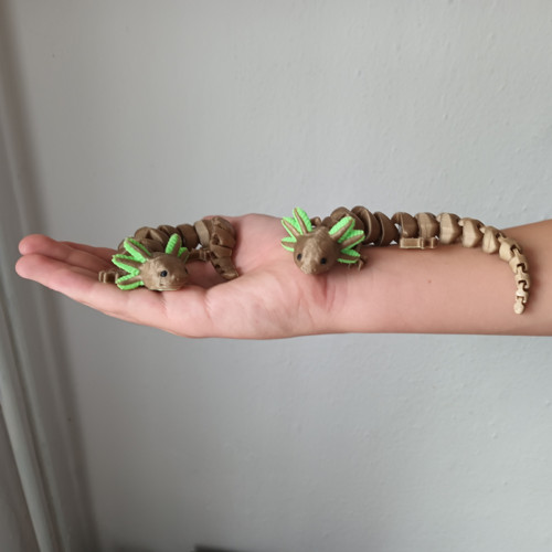 Axolotl — foto 4