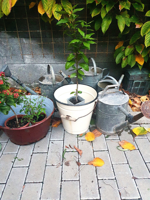 Lantana v hnědém kabátě — foto 6