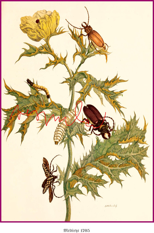 Botanické listy III — foto 5