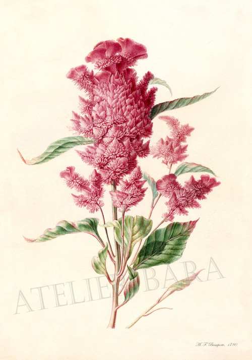 Z herbáře - nestařec — foto 2