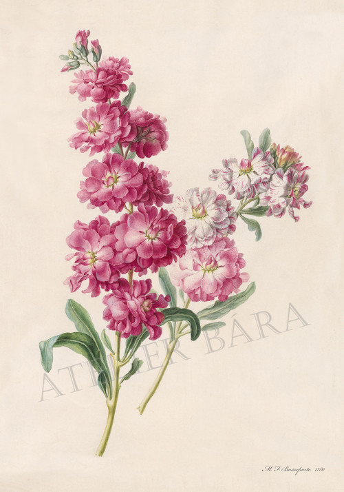 Z herbáře — foto 2