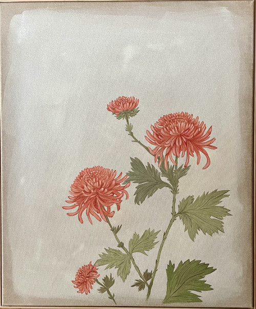 Chryzantéma — foto 2