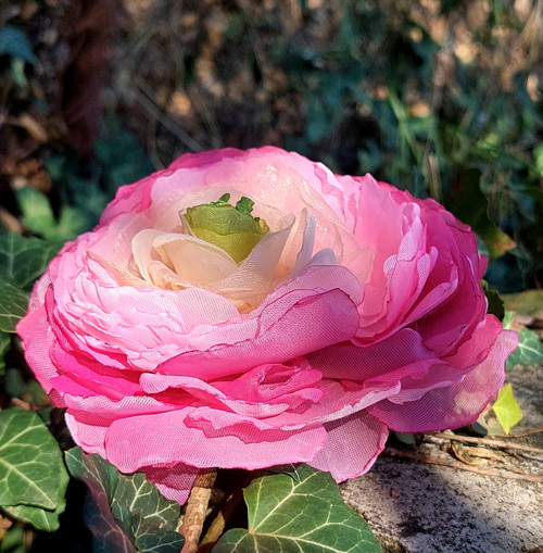 Pryskyřník průměr 12 cm — foto 2
