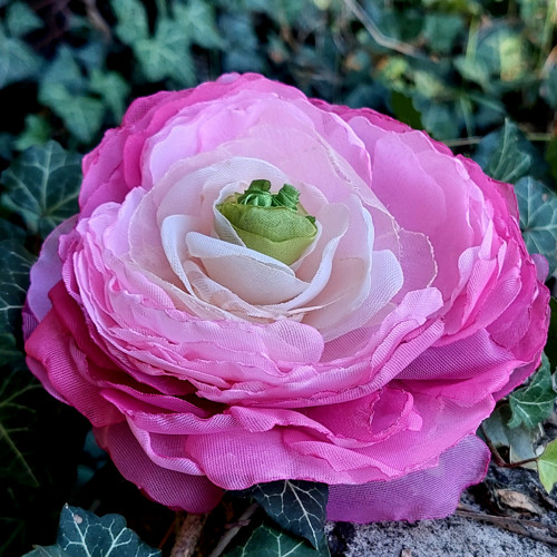 Pryskyřník průměr 12 cm — foto 3