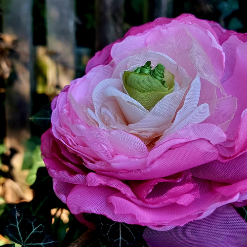 Pryskyřník průměr 12 cm — foto 4