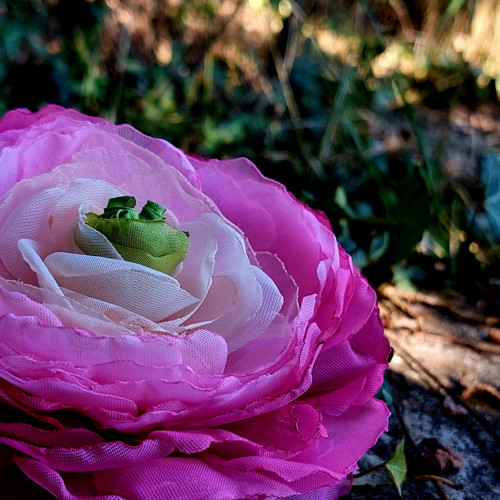 Pryskyřník průměr 12 cm — foto 5
