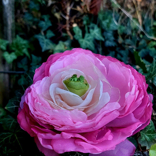 Pryskyřník průměr 12 cm — foto 6