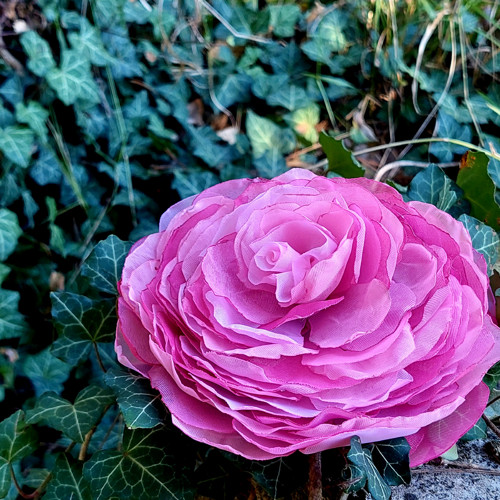 Rosé1 průměr 12 cm — foto 5