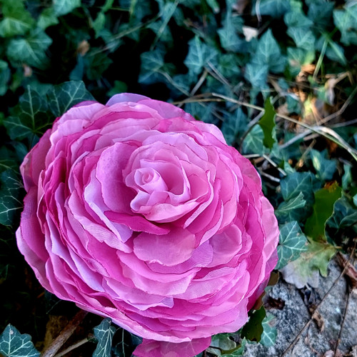 Rosé1 průměr 12 cm — foto 3