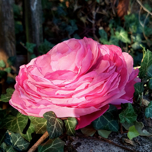 Rosé1 průměr 12 cm — foto 6