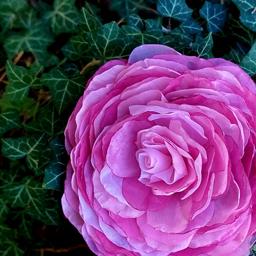 Rosé1 průměr 12 cm — foto 2