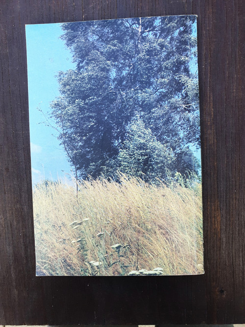 Láskoviny — foto 5