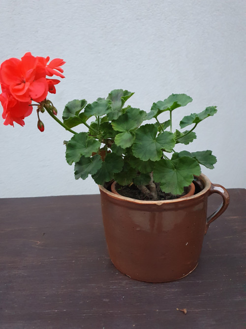 Domácí povidla — foto 2