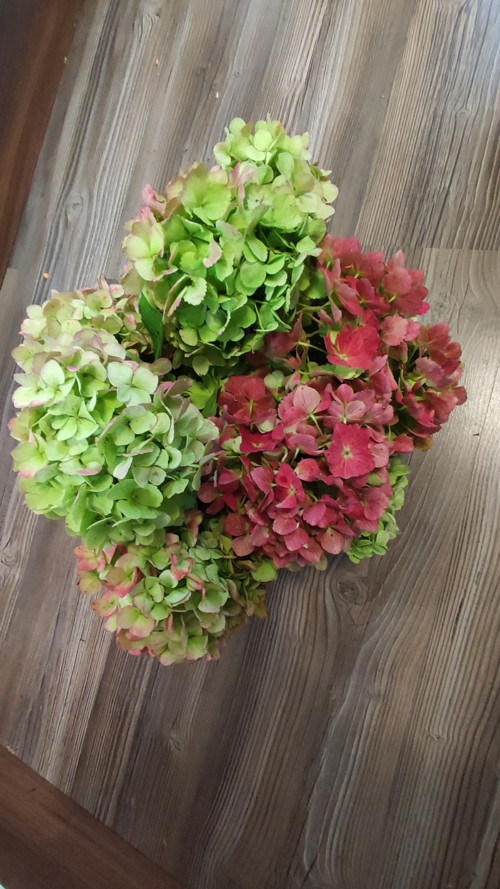 Pugét Hortenzií vinovogreen 3x — foto 3