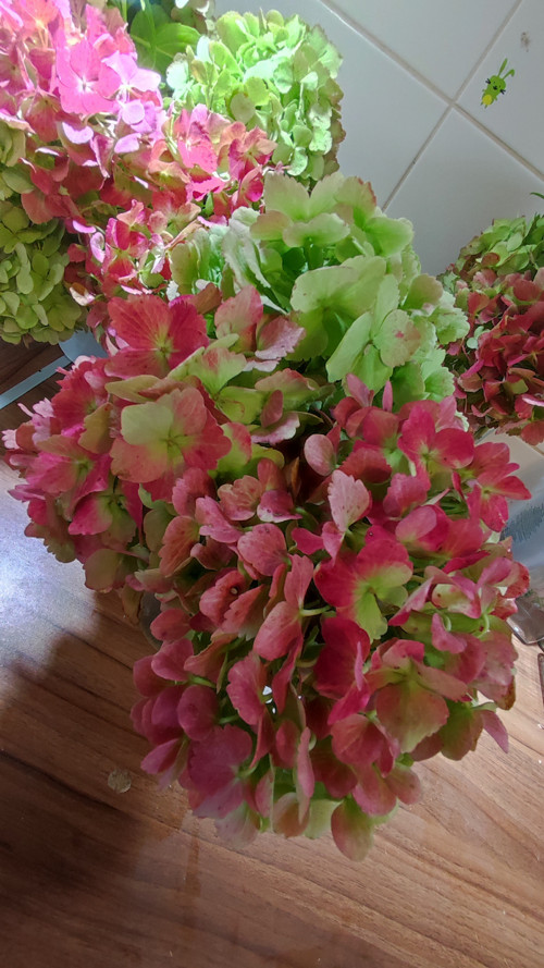 Pugét Hortenzií vinovogreen 3x — foto 5