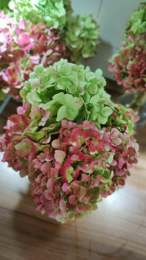 Pugét Hortenzií vinovogreen 3x — foto 6