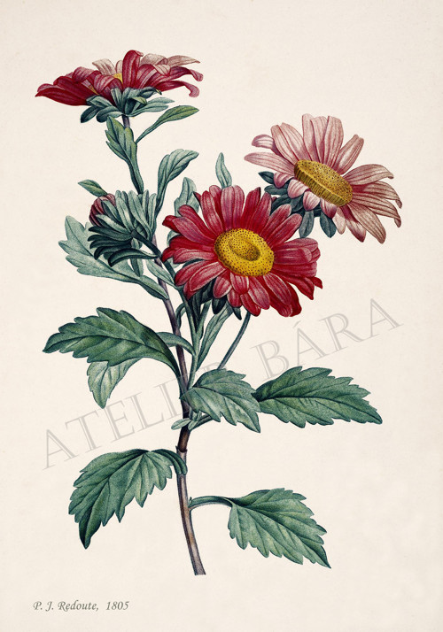 Z herbáře - astra — foto 2
