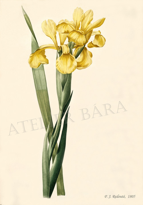 Z herbáře - kosatec — foto 2