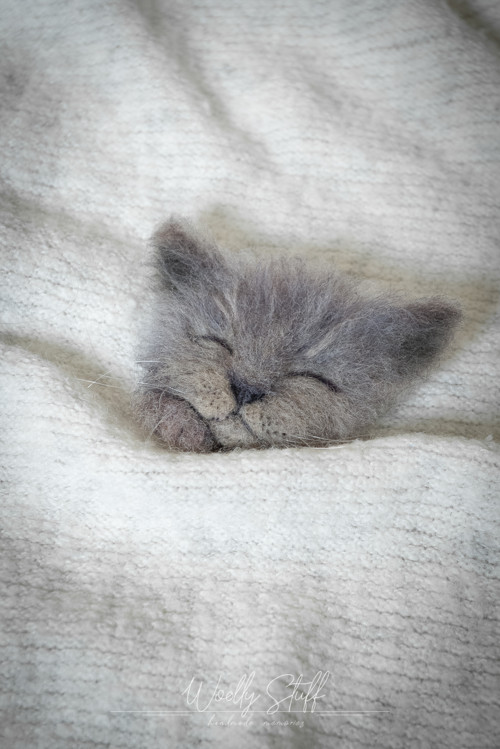 Brož kot'atko — foto 4