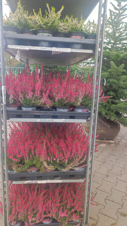 Pink Vřes bohatý trs — foto 3