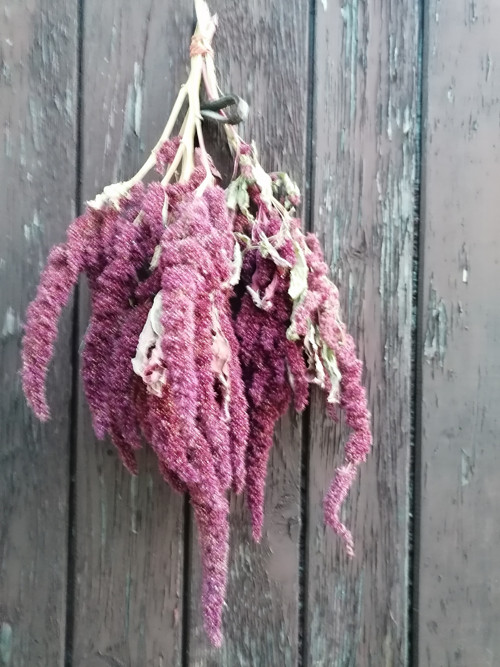 Laskavec červený — foto 2
