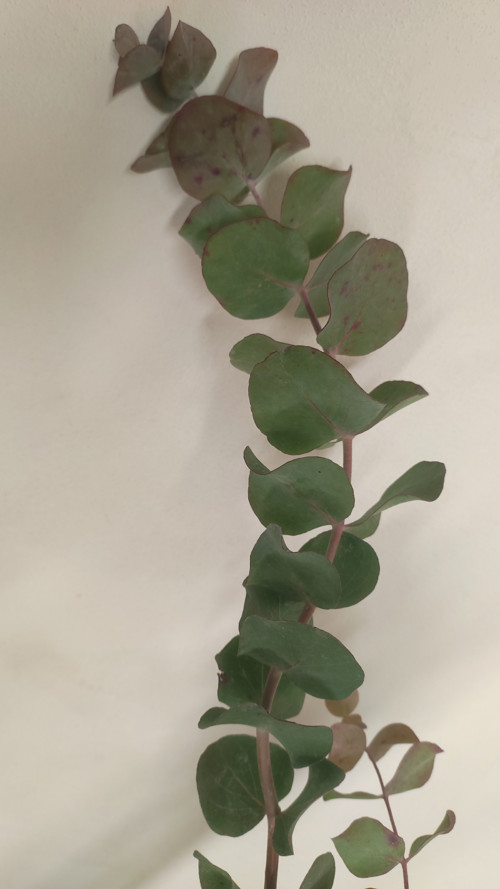 Eucalyptus — foto 3
