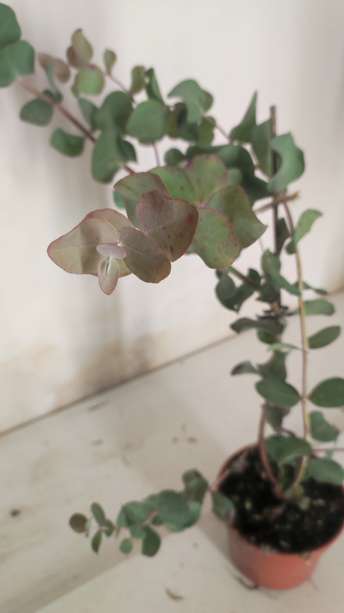 Eucalyptus — foto 4