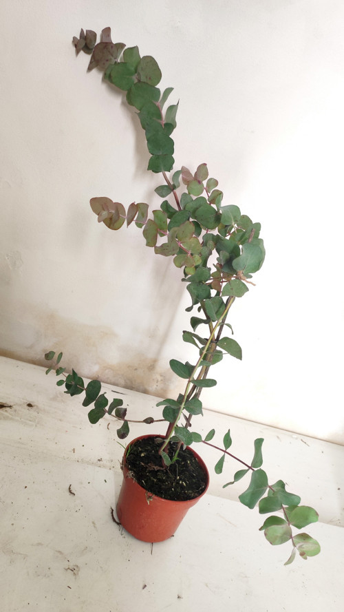 Eucalyptus — foto 2