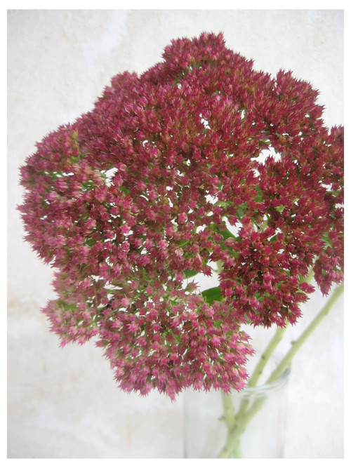 Sedum.....velké květy — foto 2