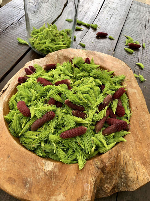 Sirup Smrkový — foto 3